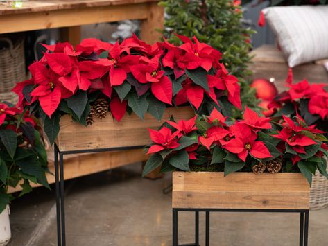 5 Mins Read We all love to decorate our homes with festive plants during the holiday season, but most of the time, their time in the spotlight ends pretty quickly and they up being tossed out once the new year rolls in. This year, why not give your indoor plant decorations life beyond the holidays? Here are 10 […] The post #ZeroWasteHolidays: 10 Decorative Christmas That Last All Year Round appeared first on Green Queen. Zero Waste Holiday, Box Planters, Planters Indoor, Red Christmas Decor, Christmas Berries, Royal Christmas, Christmas Plants, Red Poinsettia, Red Geraniums