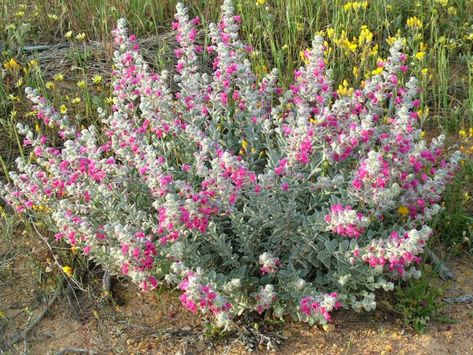 Native Flower Garden, Native Cottage Garden, Australian Cottage, Native Garden Ideas, Native Australian Garden, Australian Garden Design, Bush Garden, Australian Native Garden, Watercolor Border