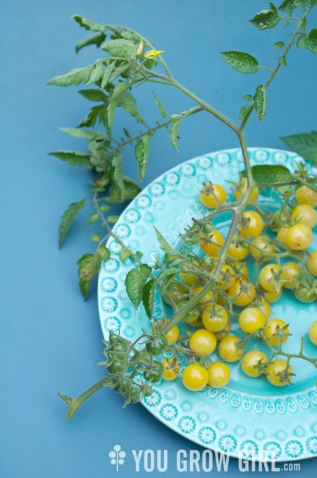 White Currant Tomato by Gayla Trail: All Rights Reserved Currant Recipes, White Currant, Summer Flowers, All Rights Reserved, Tomatoes, Flowers, White