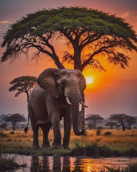 Africa Nature, Elephant Photography, African Jungle, Regnul Animal, Elephant Pictures, Amazing Animal Pictures, Wild Animals Pictures, Africa Art, Wildlife Photos