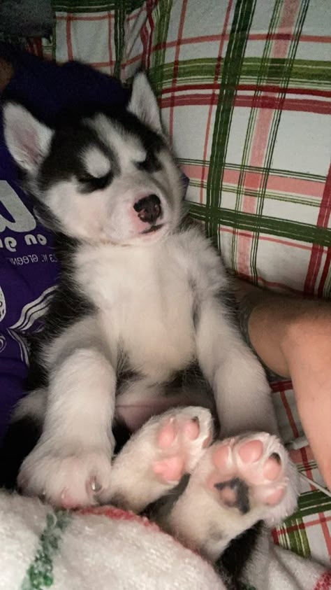 Cute Husky Aesthetic, Husky Puppy Aesthetic, Siberian Husky Aesthetic, Husky Pics Aesthetic, Husky Pet Aesthetic, Cute Doge, Baby Huskies, Cute Husky Puppies, Husky Puppies