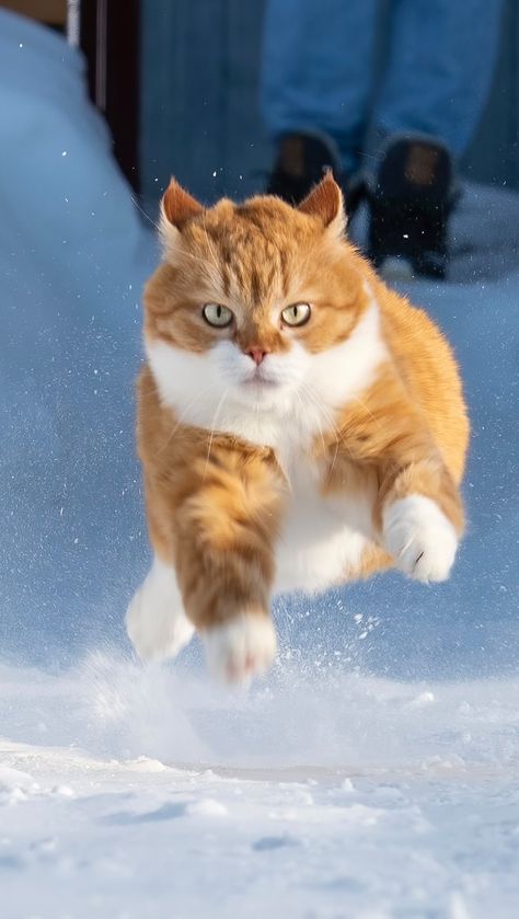 Fast and the furriest 😻 Drift, Drift, Drift | Instagram Cute Ginger, Dashing Through The Snow, The Claw, Ginger Cats, Cute Baby Animals, Baby Animals, Adoption, Animals, Instagram