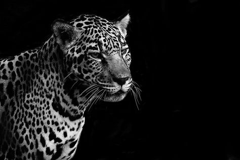 Jaguar | San Diego Zoo | Brenden Scott | Flickr Jaguar Wallpaper, Cute Laptop Wallpaper, Mac Wallpaper, San Diego Zoo, Iphone Wallpaper App, Black And White Background, Macbook Wallpaper, Sunset Wallpaper, Black And White Wallpaper