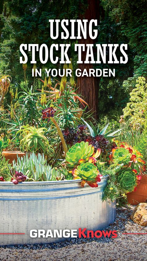 Using stock tanks in the garden is a growing trend. Stock tanks have traditionally been used for watering livestock but have become a popular choice for creating durable and attractive garden beds. They offer aesthetic and practical benefits that can enhance any garden space. In our new blog, we explore how you can use stock tanks in your garden and share some DIY project ideas to get you started.
Stop by Grange Co-op for assistance with all your gardening questions, supplies, and projects! Stock Tank Garden Ideas, Stock Tank Garden, Stock Tank Gardening, Diy Project Ideas, Creative Diy Projects, Stock Tank, Garden Spaces, Lawn And Garden, Garden Beds