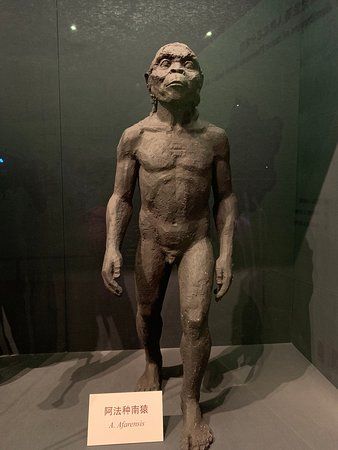 Zhoukoudian Peking Man Site (Pechino) - TripAdvisor Peking Man, Sichuan Opera Face Changing, Kuala Lumpur, Beijing, Buddha Statue, Trip Advisor, Greek Statue, Statue