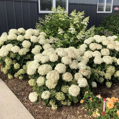 Wee White Hydrangea Landscape, Hydrangea Macrophylla White, Invincibelle Wee White Hydrangea, Invincible Wee White Hydrangeas, Landscaping Around Bay Window, Short Hydrangea Bush, White Flowering Shrubs Full Sun, Stoop Ideas Entrance, Annabella Hydrangea