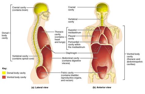 dorsal-and-ventral-body-cavity Body Cavities, Respiratory System Anatomy, Serous Membrane, Medical Terminology Study, Thoracic Cavity, Nurse Anesthesia, Anatomy Organs, Human Body Organs, Study Biology