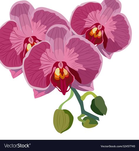 Watercolor orchid flowers Royalty Free Vector Image Orchid Illustration Vector, Orchids Illustration, Orchid Clipart, Orchid Vector, Watercolor Orchid, Orchid Illustration, Orchid Drawing, Watercolour Prints, Orchid Leaves