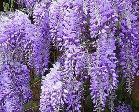 Chinese Wisteria, Wisteria Sinensis, Wisteria Plant, Trachelospermum Jasminoides, Red Maple Tree, Wisteria Tree, Climbing Flowers, Purple Wisteria, Plant Seedlings