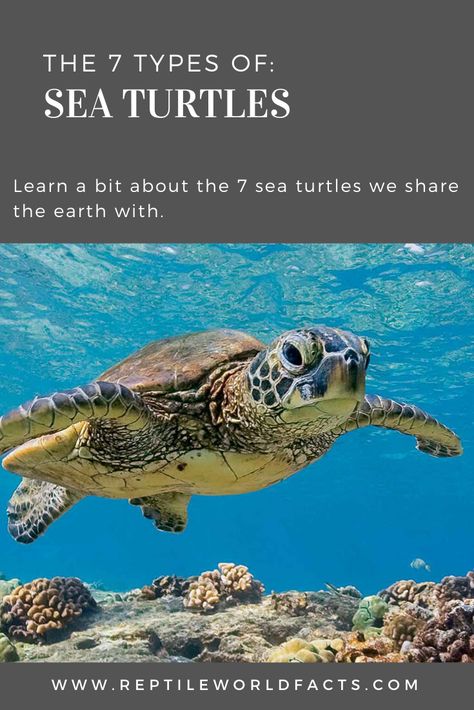 Types Of Sea Turtles, Sea Turtle Photo, Types Of Reptiles, Sea Turtles Photography, Turtle Pictures, Types Of Turtles, Sea Turtle Pictures, Loggerhead Sea Turtle, Bearded Dragon Care