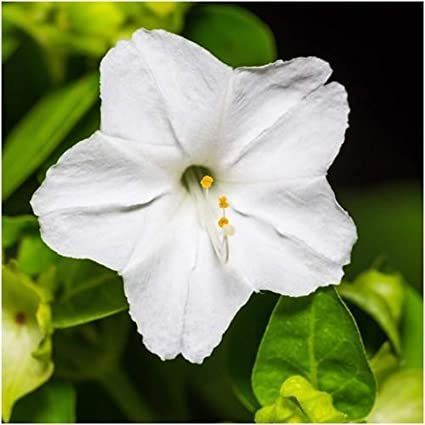 UtopiaSeeds White Four O'Clock Seeds - Mirabilis Jalapa - Heat and Drought Tolerant Flowers Flowers Name List, Mirabilis Jalapa, Clock Flower, Seed Shop, Four O Clock, Root System, Flower Names, Tropical Climate, Top Soil