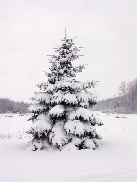 Snowy pine tree. A winter wonderland scene of a lone pine tree covered in heavy , #AFF, #winter, #wonderland, #tree, #Snowy, #pine #ad Botanical Art Drawing, Frosted Christmas Tree, Pine Cone Christmas Tree, Lone Pine, Heavy Snow, Pre Lit Christmas Tree, Cone Christmas Trees, Snow Covered Trees, Winter Watercolor