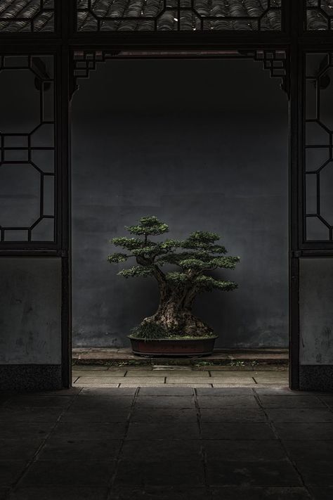 Japanese Indoor Plants, Japanese Bonsai Tree, Bonsai Tree Care, Wabi Sabi Art, Sucker Punch, Tree Images, Plant Wallpaper, Bonsai Plants, Nature View