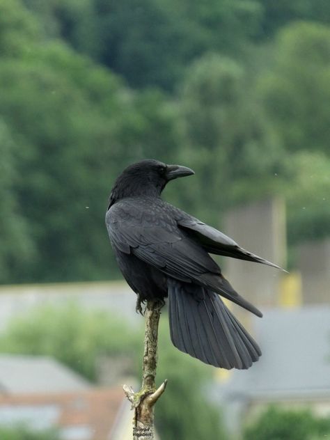 Common Crow, Carrion Crow, Crow Bird, Dark Wings, Black Birds, Jackdaw, Crows Ravens, British Wildlife, Big Bird