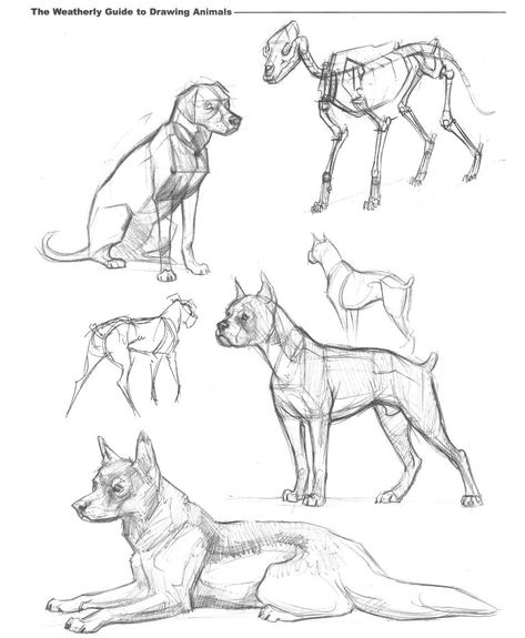 Dog Structure Drawing, Dog Drawing Sitting, Dog Gesture Drawing, Sitting Dog Drawing Reference, Dog Pose Reference Drawing, Dog Sitting Reference, Dog Reference Poses, Dog Anatomy Reference, Dog Poses Drawing