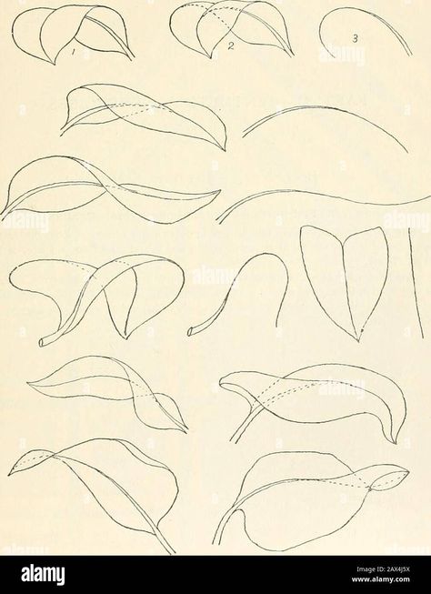 Fig Leaves Drawing, How To Draw Leaf, How To Draw A Leaf, How To Draw Leaves, Art Tutorials Drawing Sketches, Leafs Drawings, Leaf Reference, Leaf Aesthetic, Leaf Sketch