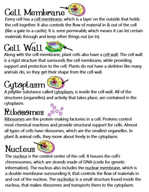 Plant & Animal Cells (Parts of a Cell/Organelles) ~ Anchor Chart * Jungle Academy Parts Of A Cell And Their Functions, Cells In Biology, Plant Cell Notes Biology, Basic Biology Terms, Biology Notes Animal And Plant Cells, Science Cells Notes, Animal Cells Notes, Cell Specialization Notes, What Is Cell Notes