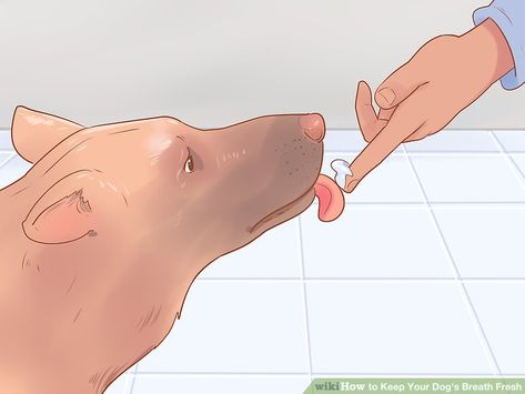 3 Ways to Keep Your Dog's Breath Fresh - wikiHow Pet Dog Bad Breath Remedy, Dog Breath Remedy, Stinky Dog Breath, Dog Science, Bad Dog Breath, Essential Oils Dogs, Smelly Dog, Stinky Dog, Puppy Breath