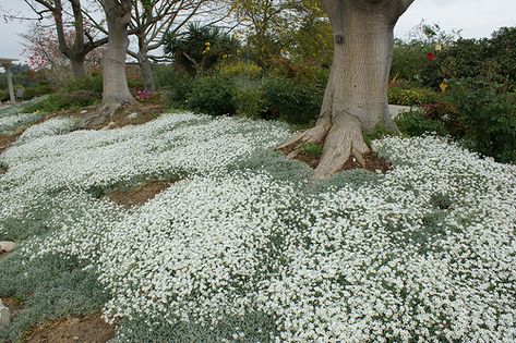 Cerastium tomentosum--snow on the mountain. can be aggressive as groundcover, use the compact forms which are less rampant. Very heat and drought tolerant. Ground Cover Seeds, Perennial Ground Cover, Easy Perennials, Snow In Summer, Cascading Flowers, Ground Covering, Ground Cover Plants, Summer Plants, White Gardens