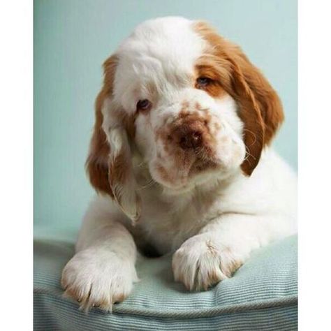 Clumber Spaniel Puppy, Clumber Spaniel, Spaniel Puppies, Sweet Animals, Cocker Spaniel, Beautiful Dogs, Animals Friends, Dog Life, I Love Dogs