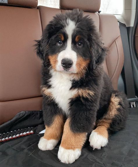 Bernese Mountain Corner (@bernese.corner) • Ảnh và video trên Instagram St Bernard Bernese Mountain Dog, Saint Bernese Mountain Dog, Bernese Mountain Dog Puppy Aesthetic, Baby Announcement Ideas With Dogs, St Bernese Mountain Dog, Saint Bernese, St Bernese, Bernese Mountain Dog Aesthetic, Miniature Bernese Mountain Dog