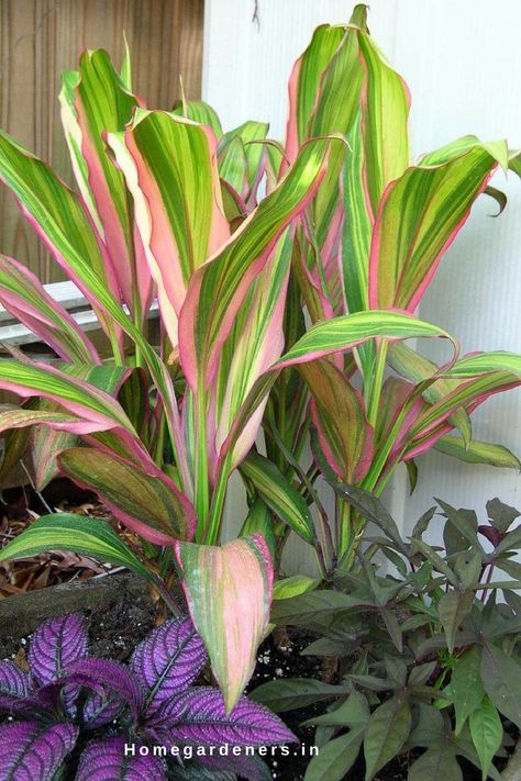 Cordyline plants are compatible with true and regular varieties. These plants grow quickly when planted with coleus, dusty miller, plectranthus, patio lime and geraniums. Cordyline Plants, Hawaiian Ti Plant, Cordyline Fruticosa, Ribbon Plant, Ti Plant, Plant Light, Plant Information, Garden Images, Plant Cuttings