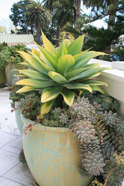 Agave attenuata 'Kara's Stripes' in pot at terrace by David Feix Landscape Design, via Flickr Height: 3 - 4 feet Width: 4-6. Hardy to 28°F Succulents Arrangements, Succulent Containers, Agave Attenuata, Succulent Landscape Design, Succulent Landscaping, Agave Plant, Drought Resistant, Succulent Gardening, Desert Garden