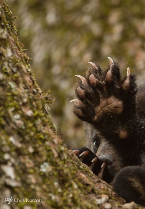 Mama, do my toenails need trimmed? 🐾🐻 Grizzly Bear Photography, Grizzly Bear Cub, Brown Bears, Animal Anatomy, Bear Claw, Three Bears, Vox Machina, Bear Claws, Bear Pictures