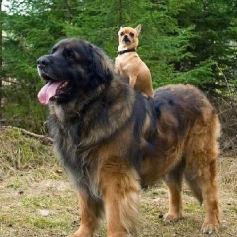 21 Dogs Who Don’t Realize How Big They Are | This dog who’s basically a horse for Chihuahuas. At Dawn We Ride, Tibetan Mastiff, English Mastiff, Funny Dog Memes, Love My Dog, Irish Wolfhound, Big Dog, Memes Humor, Two Dogs