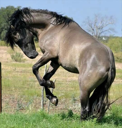 Angry Horse, Kiger Mustang, Grulla Horse, Horse Poses, Kathiyawadi Horse, Horse Markings, Horse Reference, Horse Colors, Horse Inspiration