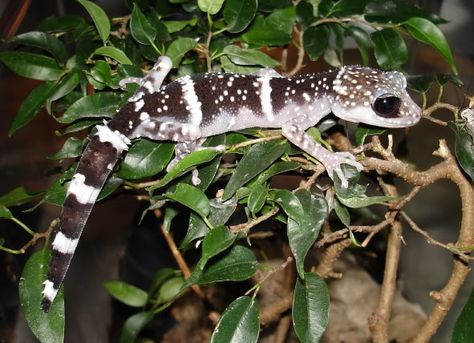 Another interesting forest dwelling Paroedura species, this time P. masobe. This is the golden chalice of many gecko keepers, mainly because of it's reptutation as incredibly hard, it's rarity, and the rarity of it being found captive bred. Most of this is based around the horrific conditions most of the WC geckos come in with and the fact that their care is nearly opposite of their common cousin, P. pictus. They need rainforest vivaria! Golden Chalice, Gargoyle Gecko, Tortoise Turtle, Crested Gecko, Terrapin, Leopard Gecko, Frog And Toad, Lizards, Gecko