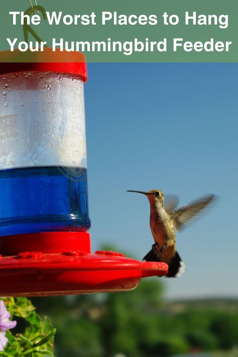 Where shouldn't you hang your hummingbird feeder? Find out the worst spots and why they matter! 

#BackyardBirds #BirdFeeding #NatureTips #birdwatching #hummingbirdworld #hummingbirdbeauty Sugar Water For Hummingbirds, Homemade Hummingbird Food, Hummingbird Nectar Recipe, Backyard Birds Watching, Bee Hummingbird, Hummingbird Nectar, Hummingbird Plants, Homemade Bird Feeders, Mint Extract