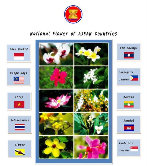 National Flower Series | GUAI SHU SHU | Page 2 Cambodia National Flower, Thailand National Flower, Asean Flag, Cambodia Food, Asean Countries, Lan Chi, Writing Paper Template, National Flower, National Animal