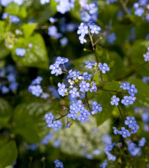 Norwegian flowers by color (Blue) - Plants - Natural facts Norwegian Flowers, Norway National Flower, Norwegian Floral Design, Norwegian Flower Art, Alaskan Wildflowers, Blue Wild Flowers Aesthetic, Constitution Day, Advanced Higher Art, Blue Plants