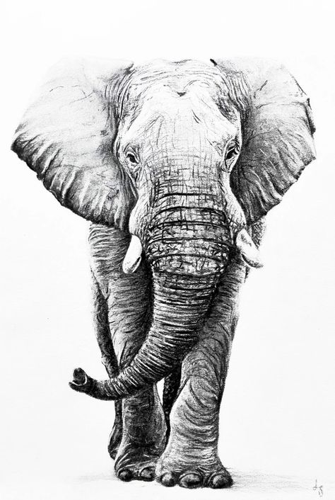 Charcoal Drawing Elephant, A4 Size Sketches, Elephant Tattoo Sketch, Photography Tattoo Ideas, Elephant Reference, Elephant Sketches, Charcoal Elephant, Elephant Art Tattoo, Elephant Art Drawing