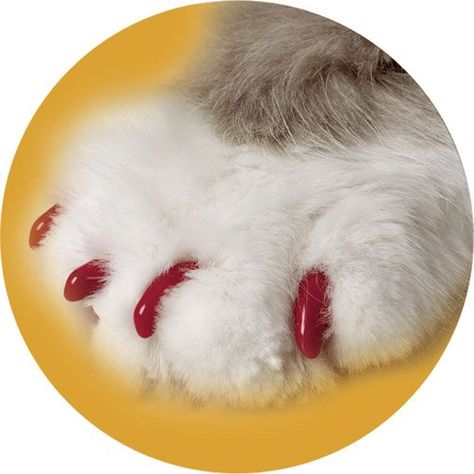 Canine Soft Claws Dog and Cat Nail Caps Take Home Kit Medium Red *** You can find more details by visiting the image link. (This is an affiliate link) #CatGrooming Cat Nail Caps, Cat Haircut, Nail Caps, Dog Clippers, Cat Nail, Claw Nails, Paws And Claws, Cat Nails, Cat Claws