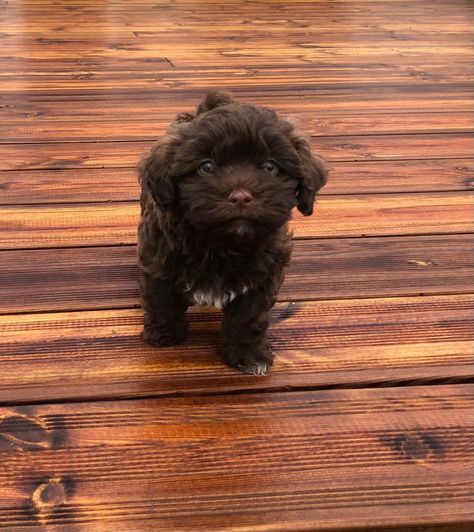 Brown/dark brown bichon havenease
Brown bichon havenease puppy with green eyes Maltipoo Dark Brown, Brown Havanese, Brown Maltipoo, Bichon Havanese, Dog Mommy, Dream Pet, Maltipoo Puppy, Havanese Puppies, Havanese Dogs