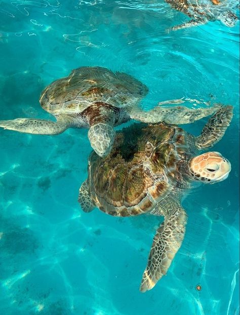 #aesthtic #seaturtles #aestheticseaturtles Sea Turtle Pictures, Swimming In The Ocean, Wow Photo, Beautiful Sea Creatures, Cute Turtles, Ocean Vibes, Marine Animals, Sea Turtles, Ocean Creatures