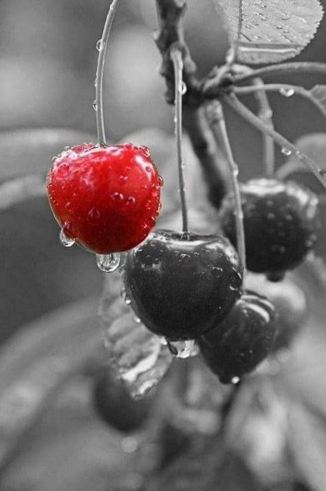 Black & White Color Splash Photography #black & #white ✿ #colorsplash Selective Color Photography, Color Splash Photo, Color Splash Photography, Red Images, Splash Photography, Splash Color, Fruit Photography, Foto Art, Color Psychology