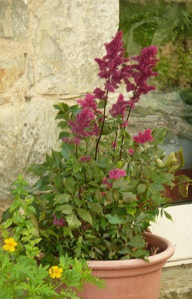 Potted Astilbe Plants: How To Grow Astilbe In Containers Pelican Art, Decorative Plants, Colorful Planters, Planting Pot, Flower Candle Holder, Plum Tree, Patio Plants, Garden Boxes, Shade Plants