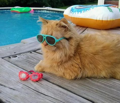 tissy swimming cat Swimming Cats, Large Cat Breeds, Cat Summer, Orange Kittens, Painting Cat, Hilarious Photos, Cat Icon, Domestic Cat, Cat Aesthetic