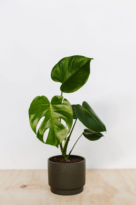 Indoor Gardening Ideas, Plant Goals, Garden Indoor, Bedroom Plants, Plant Photography, Plant Aesthetic, House Plants Decor, Fiddle Leaf Fig, Indoor Gardening