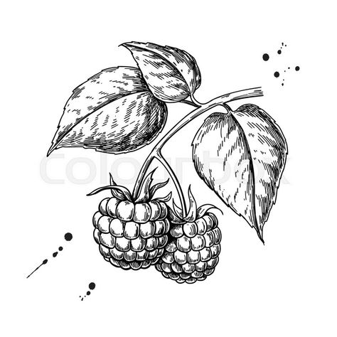 Sketches Of Fruit, How To Draw Raspberries, Raspberry Sketch, Fruit Sketch Drawing, Blackberry Drawing, Blackberry Illustration, Berries Drawing, Raspberry Drawing, Fruit Sketches