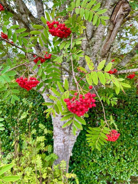 The bane of witches and diviner of the future or more likely made into a jelly, the Rowan is an elegant tree with a mystical history. Supposedly planted near houses to protect against witches, the berries are a rich source of autumnal food for many birds. Supposedly if the rowan berries are out early, we can expect a hard winter. They are, however, beautiful to look at and are a centuries-old ingredient in Scottish cooking. #kitchen #locallysourced Autumnal Food, Rowan Branch, Rowan Berry, Rowan Berries, Witchy Business, Rowan Tree, Big Garden, Jrr Tolkien, Northern Europe