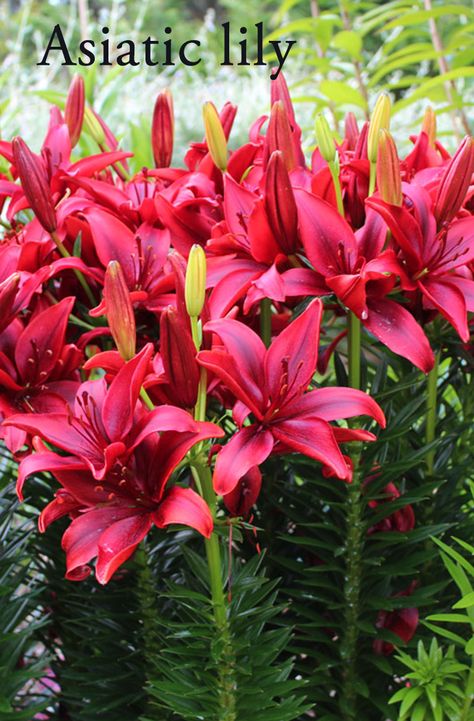 Lilies are colorful addition to your garden and landscape. Asiatic and oriental lilies are 2 popular varieties to grow in your garden space. Asiatic Lilies Landscaping, Asiatic Lilies Landscaping Ideas, Asiatic Lily Landscaping Gardens, Lily Landscaping Ideas, Basket Garden Ideas, Gardens Ideas Backyard, Veronica Plant, Garden Ideas Backyard, Basket Garden