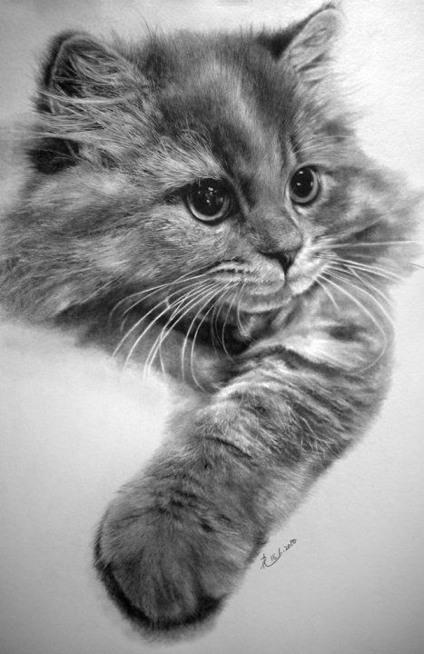 Mind-Blowing Photorealistic Pencil Drawings of Cats Pencil Drawings Of Animals, Realistic Pencil Drawings, Söt Katt, 강아지 그림, Drawing Faces, Pencil Sketches, Charcoal Drawing, Cute Kittens, Realistic Drawings