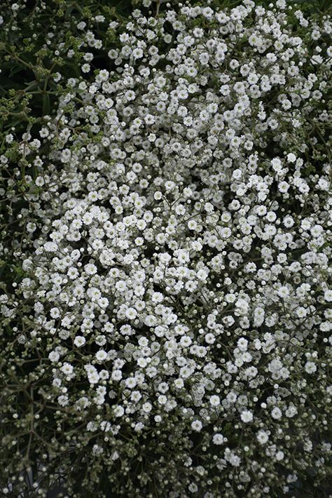 Social Aesthetic, Baby Breath Flower, Flower Identification, Deer Resistant Plants, Babies Breath, Baby Breath, Aesthetic Flowers, Herbaceous Perennials, Woodland Garden