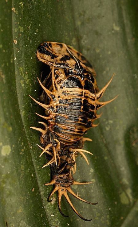 Tortoise shell beetle pupa Weird Insects, Creepy Crawlers, Cool Insects, Cool Bugs, Beautiful Bugs, Creepy Crawlies, Arthropods, Rare Animals, Insect Art