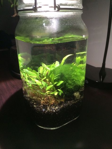 Ecosphere Diy Mason Jars, Diy Biosphere, Diy Ecosphere, Ethereal Room, Water Sphere, Mason Jar Terrarium, Water Terrarium, Ecosystems Projects, Aquaponics Kit