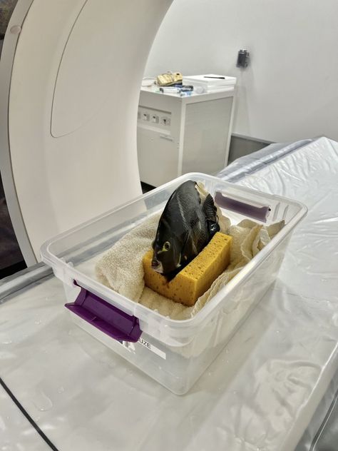 This heartwarming tale of an angelfish undergoing a CT scan is creating quite a splash across social media. First Photograph Ever Taken, Denver Zoo, Mri Scan, Twitter Funny, Ct Scan, Live Fish, Angel Fish, Cute Animal Pictures, Zoo Animals